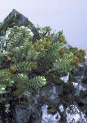 Veronica amplexicaulis. Habit. Four Peaks Range, Canterbury.
 Image: M.J. Bayly © Te Papa CC-BY-NC 3.0 NZ